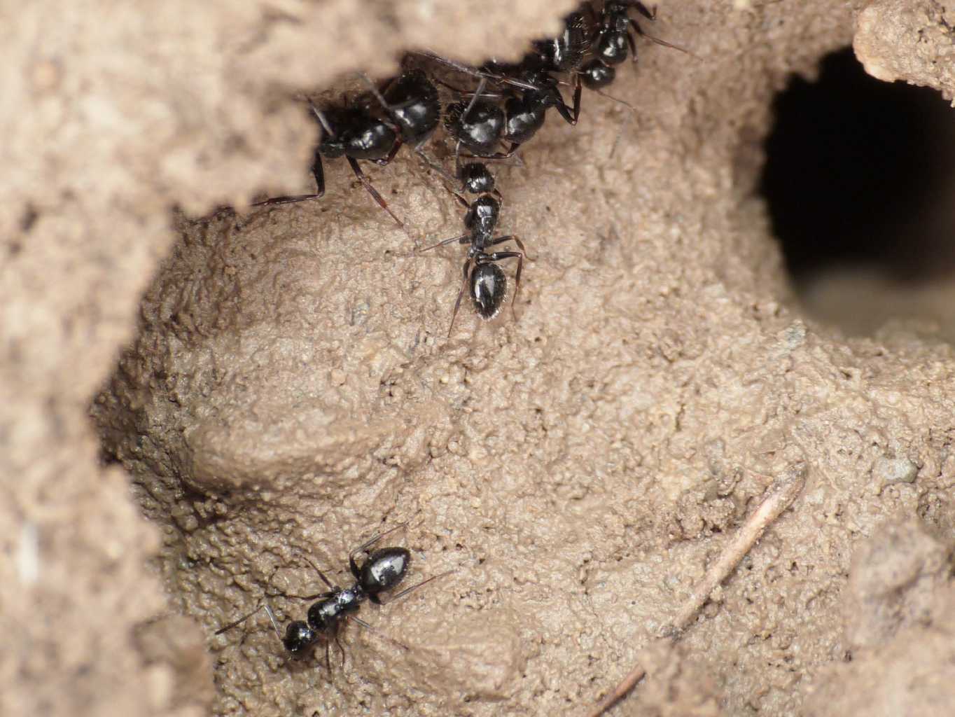 Piccole Camponotus sp.